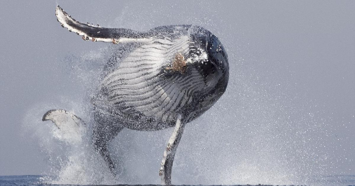 Elegant Baleen Whale in its natural habitat, called Paus Baleen in Indonesia.