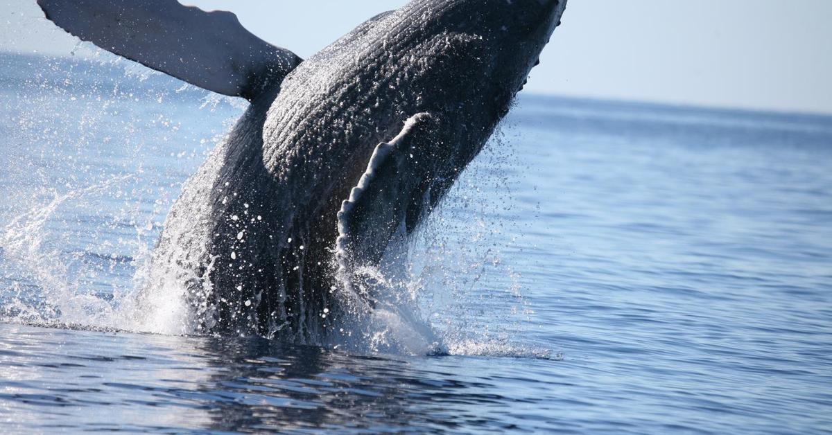 Vivid image of the Baleen Whale, or Paus Baleen in Indonesian context.