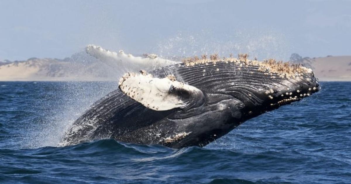 Image showcasing the Baleen Whale, known in Indonesia as Paus Baleen.