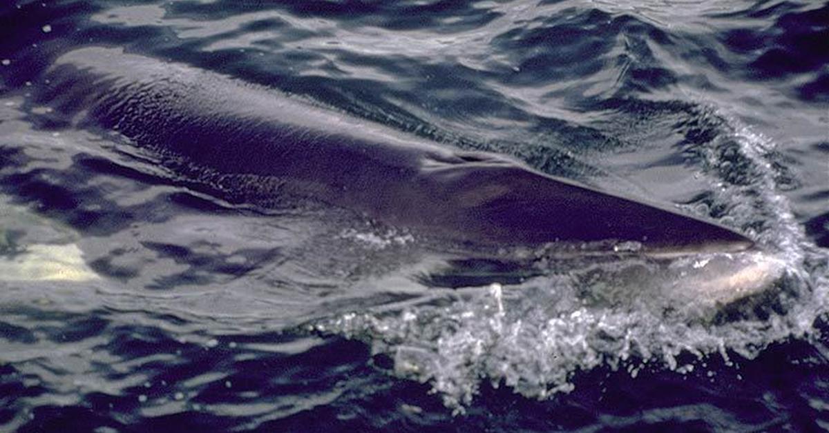 Image of the Baleen Whale (Mysticeti), popular in Indonesia as Paus Baleen.