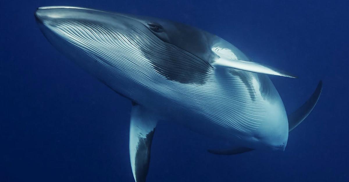 Captured elegance of the Baleen Whale, known in Indonesia as Paus Baleen.