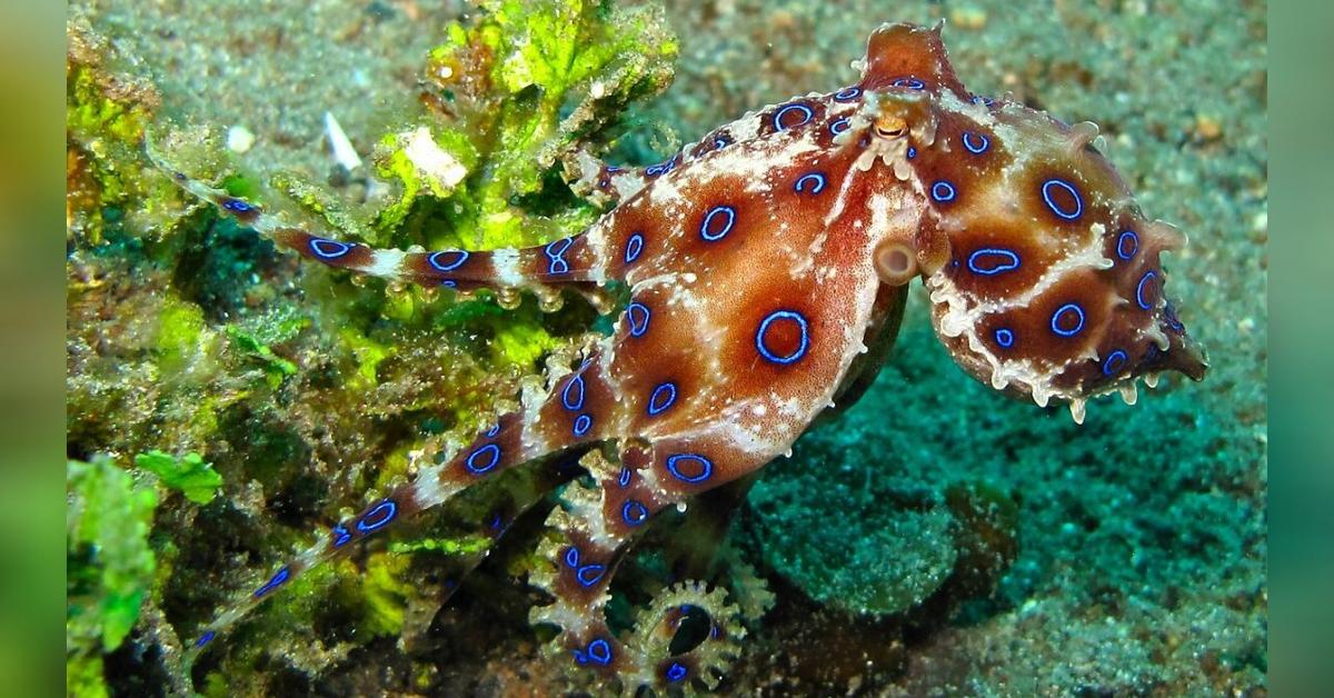 Insightful look at the Blue-Ringed Octopus, known to Indonesians as Gurita Cincin Biru.