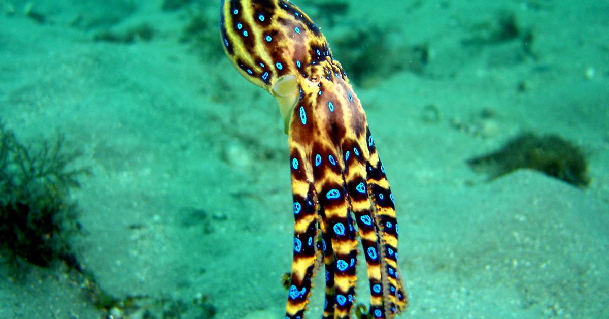 Photograph of the unique Blue-Ringed Octopus, known scientifically as Hapalochlaena.