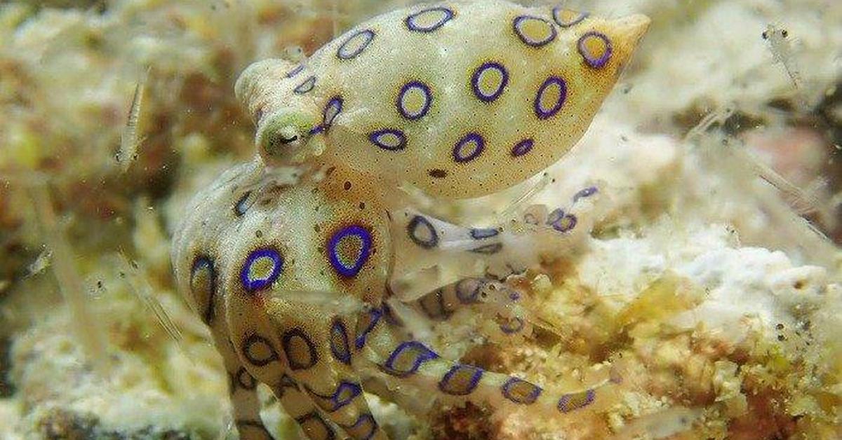 Natural elegance of the Blue-Ringed Octopus, scientifically termed Hapalochlaena.