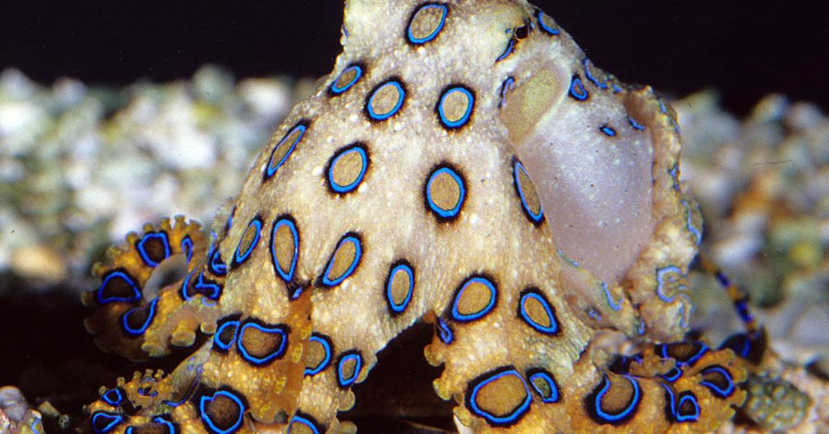 The majestic Blue-Ringed Octopus, also called Gurita Cincin Biru in Indonesia, in its glory.