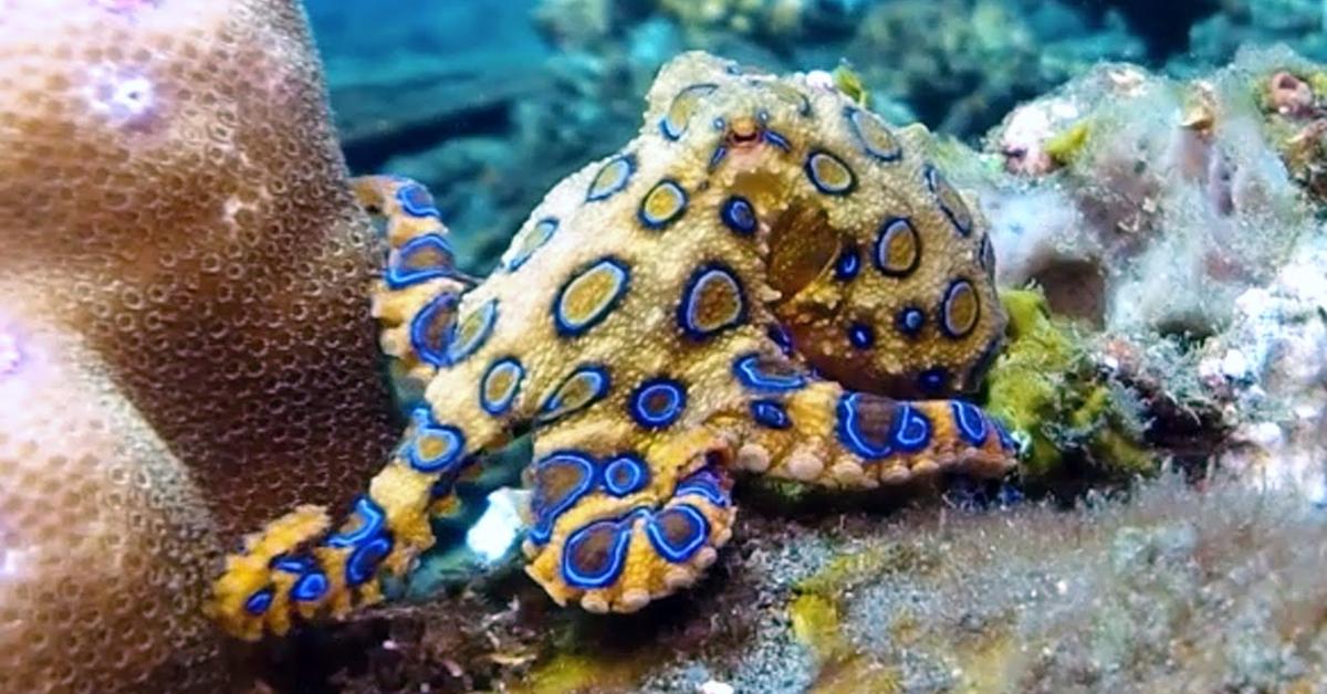 Captivating view of the Blue-Ringed Octopus, known in Bahasa Indonesia as Gurita Cincin Biru.