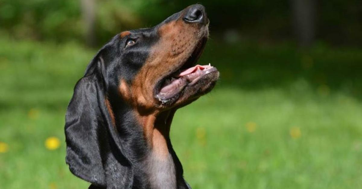 Image showcasing the Black And Tan Coonhound, known in Indonesia as Anjing Black And Tan Coonhound.