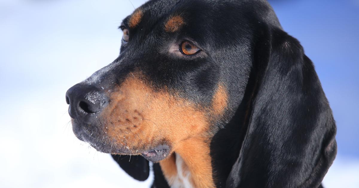 Elegant portrayal of the Black And Tan Coonhound, also known as Canis lupus.