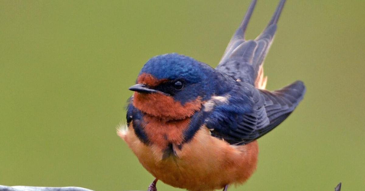 The majestic Barn Swallow, also called Burung Layang-Layang Kebun in Indonesia, in its glory.