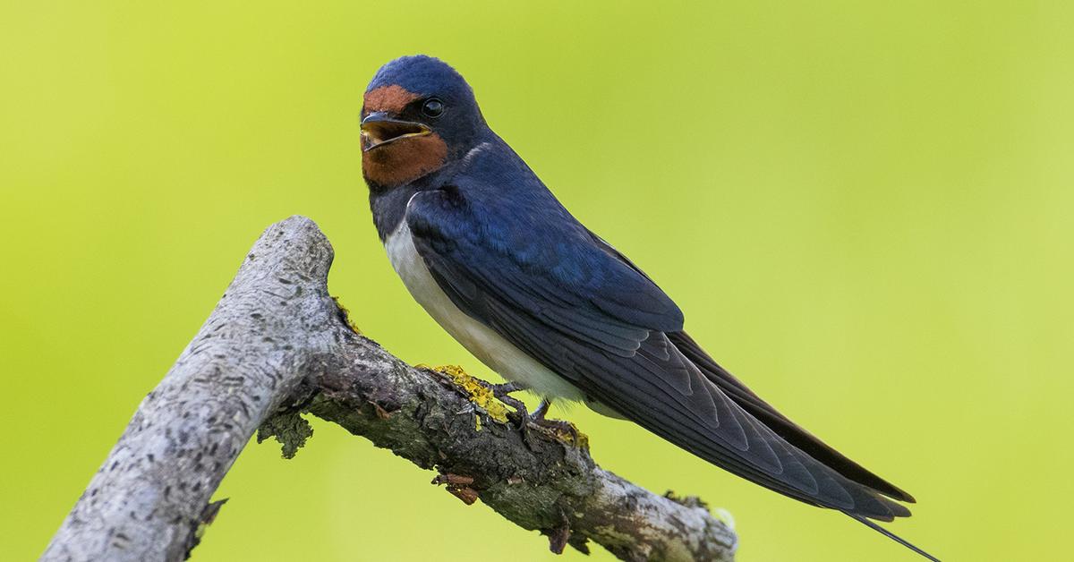 Photogenic Barn Swallow, scientifically referred to as Hirundo rustica.