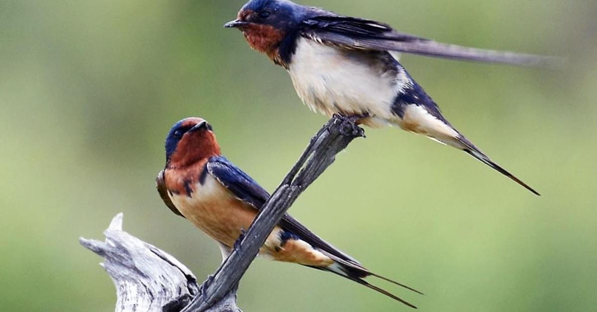 Iconic view of the Barn Swallow, or Hirundo rustica, in its habitat.