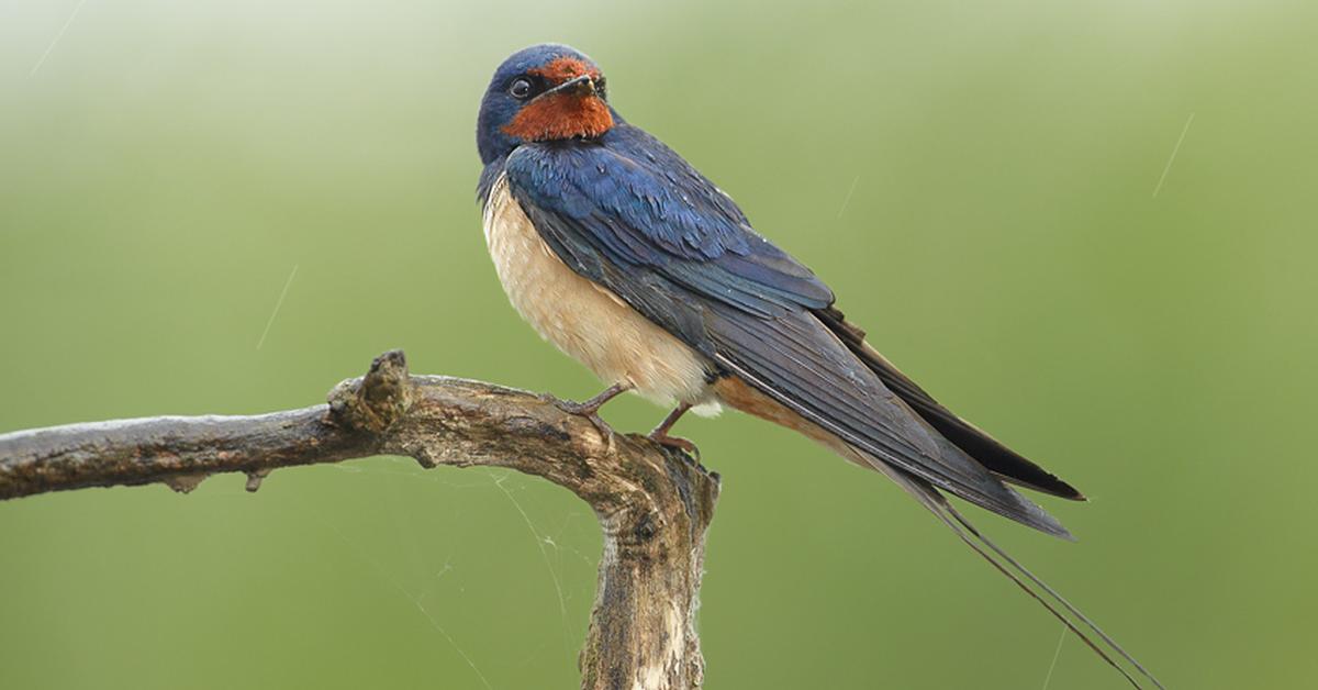 Photogenic Barn Swallow, scientifically referred to as Hirundo rustica.