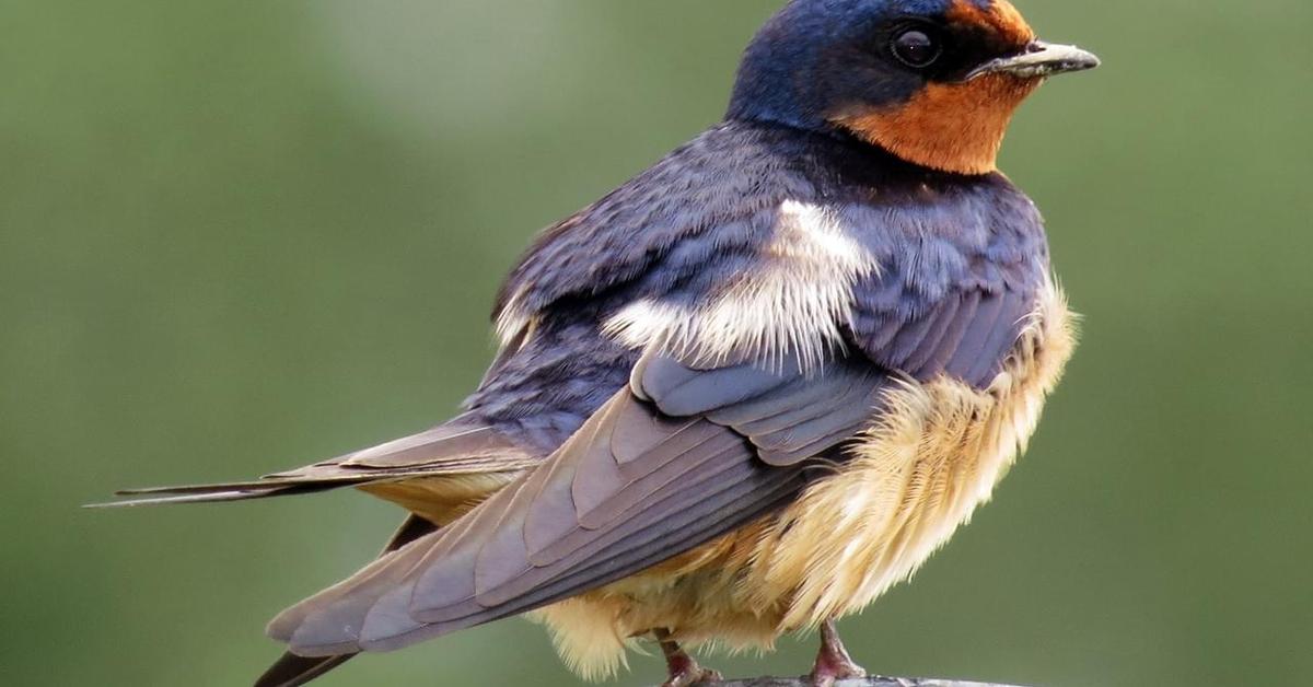 Striking appearance of the Barn Swallow, known in scientific circles as Hirundo rustica.