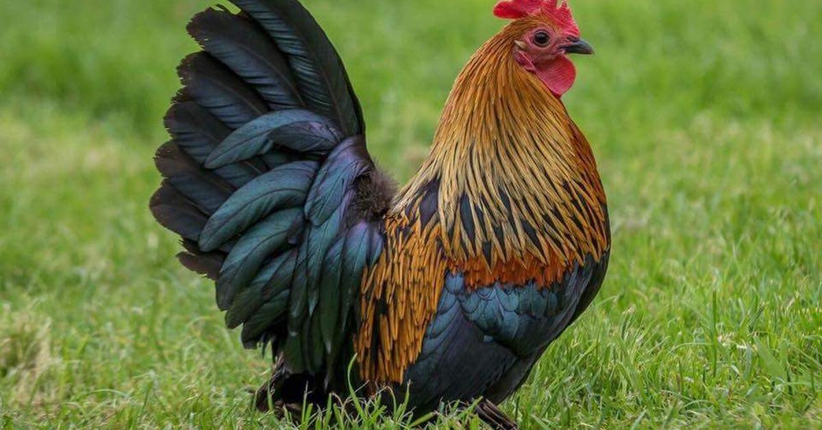 Close-up view of the Booted Bantam, known as Ayam Kaki Tunggal in Indonesian.