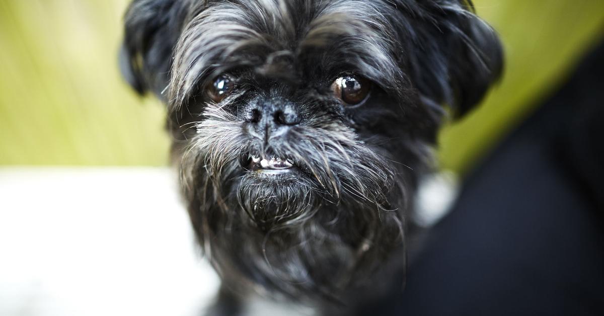 Photograph of the unique Brussels Griffon, known scientifically as Canis lupus.