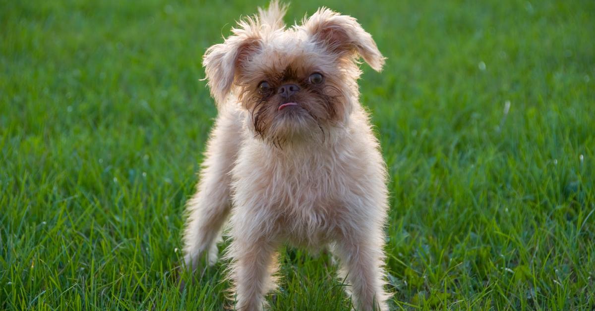 Image of the Brussels Griffon (Canis lupus), popular in Indonesia as Anjing Brussels Griffon.