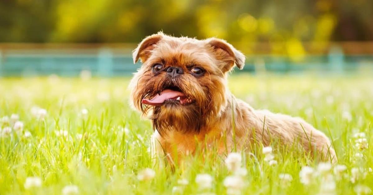 Picture of Brussels Griffon, known in Indonesia as Anjing Brussels Griffon.