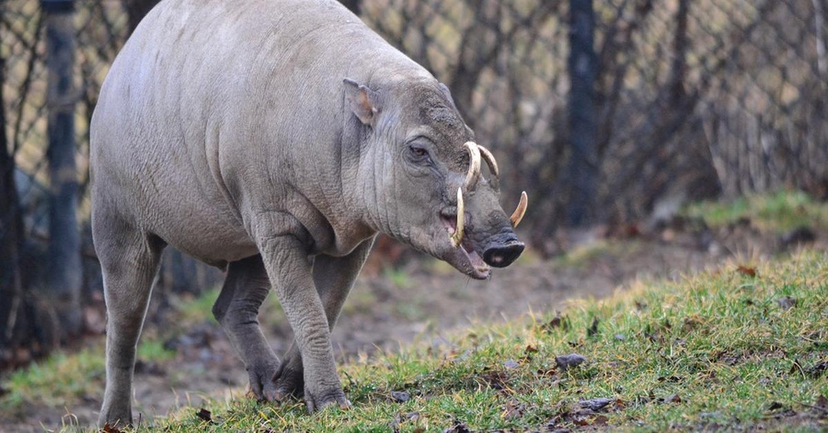 A beautiful representation of the Babirusa, scientifically Babyrousa spp..