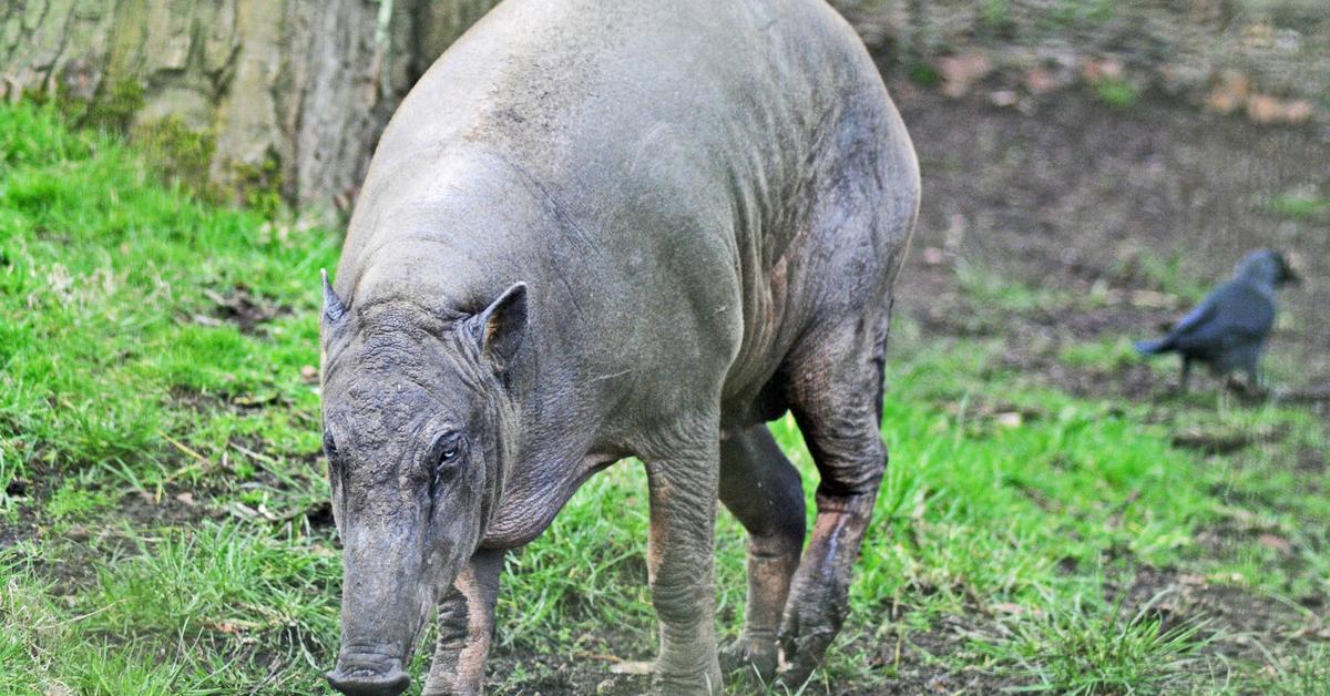 Natural elegance of the Babirusa, scientifically termed Babyrousa spp..