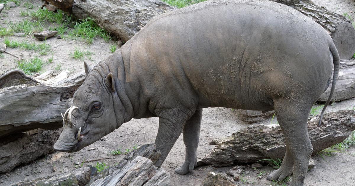 Picture of Babirusa, known in Indonesia as Babirusa.