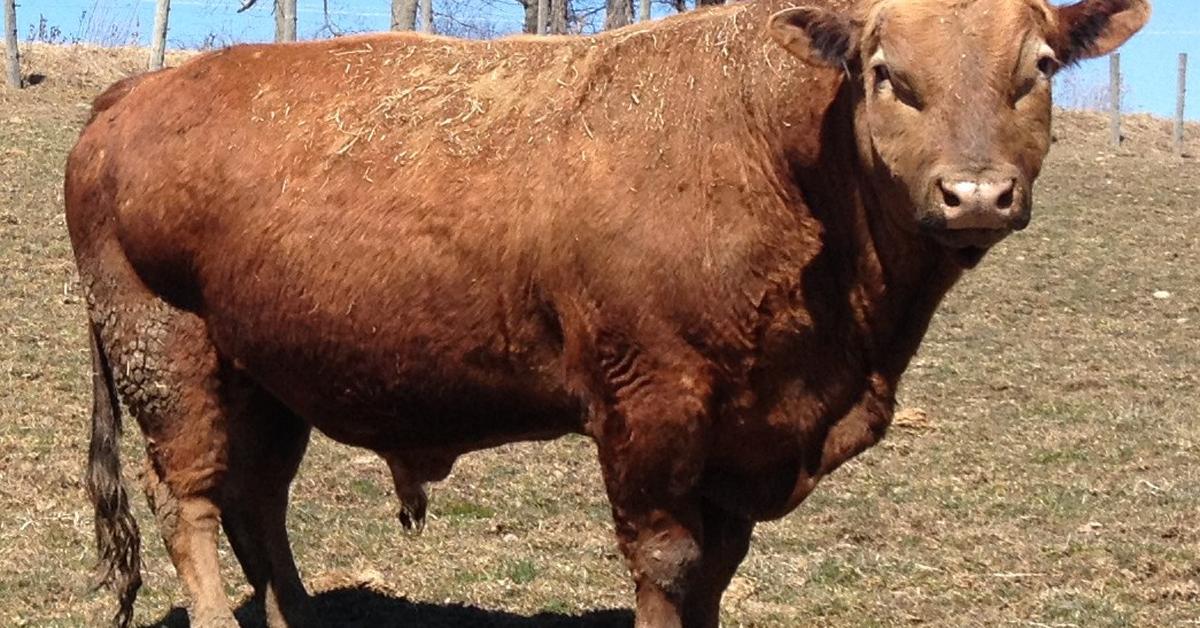 Striking appearance of the Beefalo, known in scientific circles as Bos taurus × Bison bison.