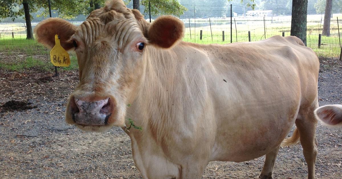 Graceful Beefalo, a creature with the scientific name Bos taurus × Bison bison.