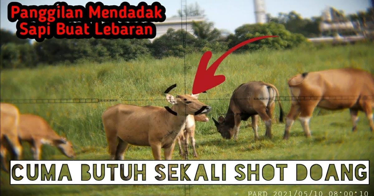 Captivating shot of the Beefalo, or Sapi Liar in Bahasa Indonesia.