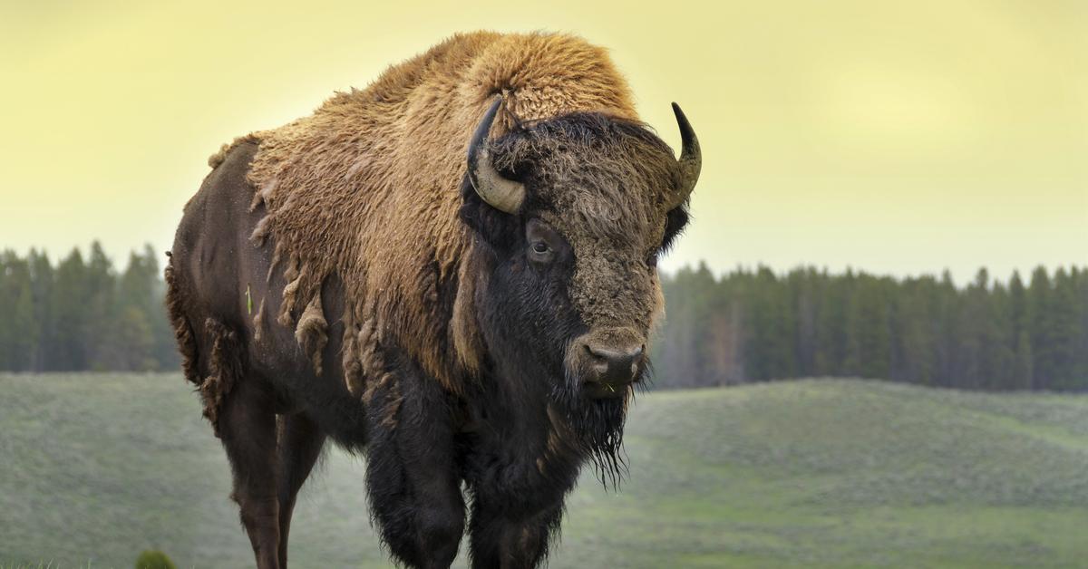 Glimpse of the Beefalo, known in the scientific community as Bos taurus × Bison bison.