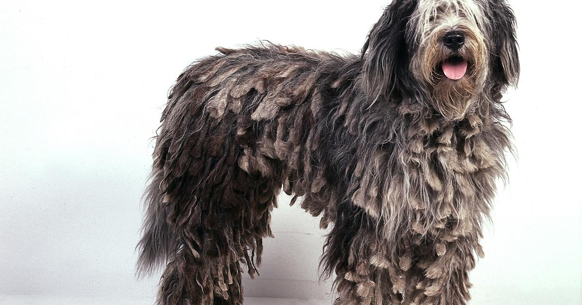 Captured beauty of the Bergamasco, or Canis lupus in the scientific world.