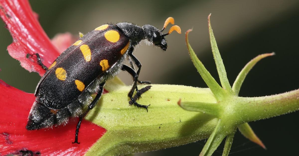 Unique portrayal of the Blister Beetle, also called Kumbang Berbintik in Bahasa Indonesia.