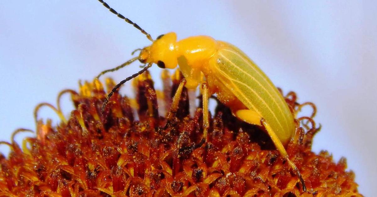 Splendid image of the Blister Beetle, with the scientific name Meloidae.