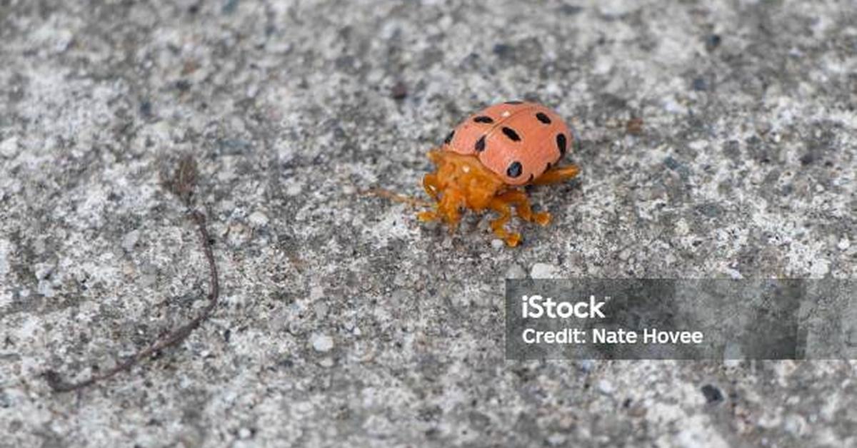 The Blister Beetle, a species known as Meloidae, in its natural splendor.