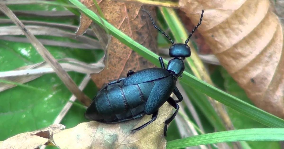 Enchanting Blister Beetle, a species scientifically known as Meloidae.