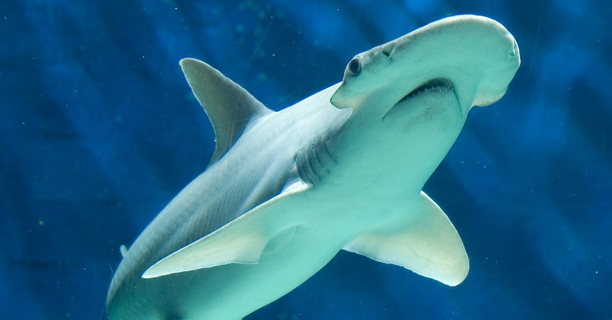 Photographic depiction of the unique Bonnethead Shark, locally called Hiu Bonnethead.