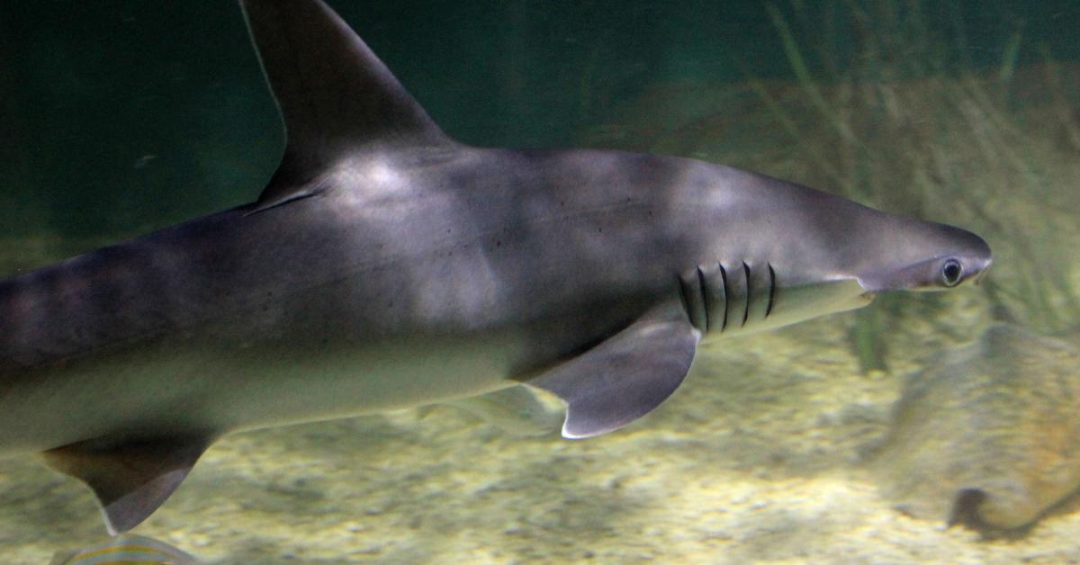 Stunning image of the Bonnethead Shark (Sphyrna tiburo), a wonder in the animal kingdom.