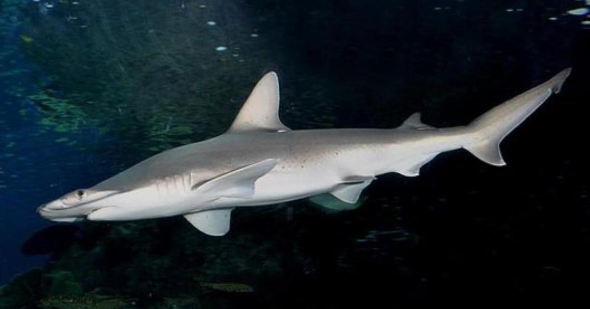 The majestic Bonnethead Shark, also called Hiu Bonnethead in Indonesia, in its glory.