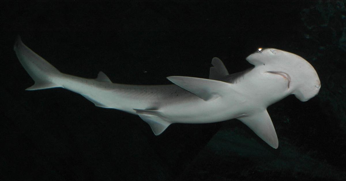 Dynamic image of the Bonnethead Shark, popularly known in Indonesia as Hiu Bonnethead.