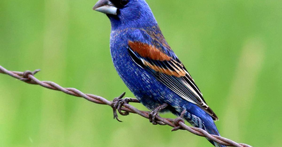 Captivating presence of the Blue Grosbeak, a species called Passerina caerulea.