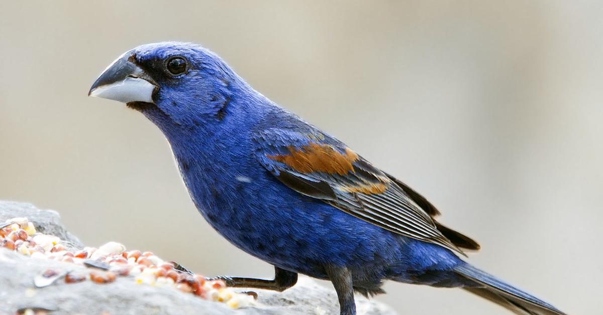 Engaging shot of the Blue Grosbeak, recognized in Indonesia as Burung Blue Grosbeak.