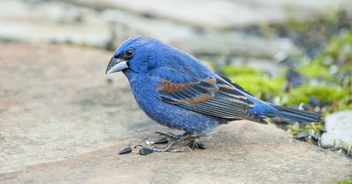 Vibrant snapshot of the Blue Grosbeak, commonly referred to as Burung Blue Grosbeak in Indonesia.