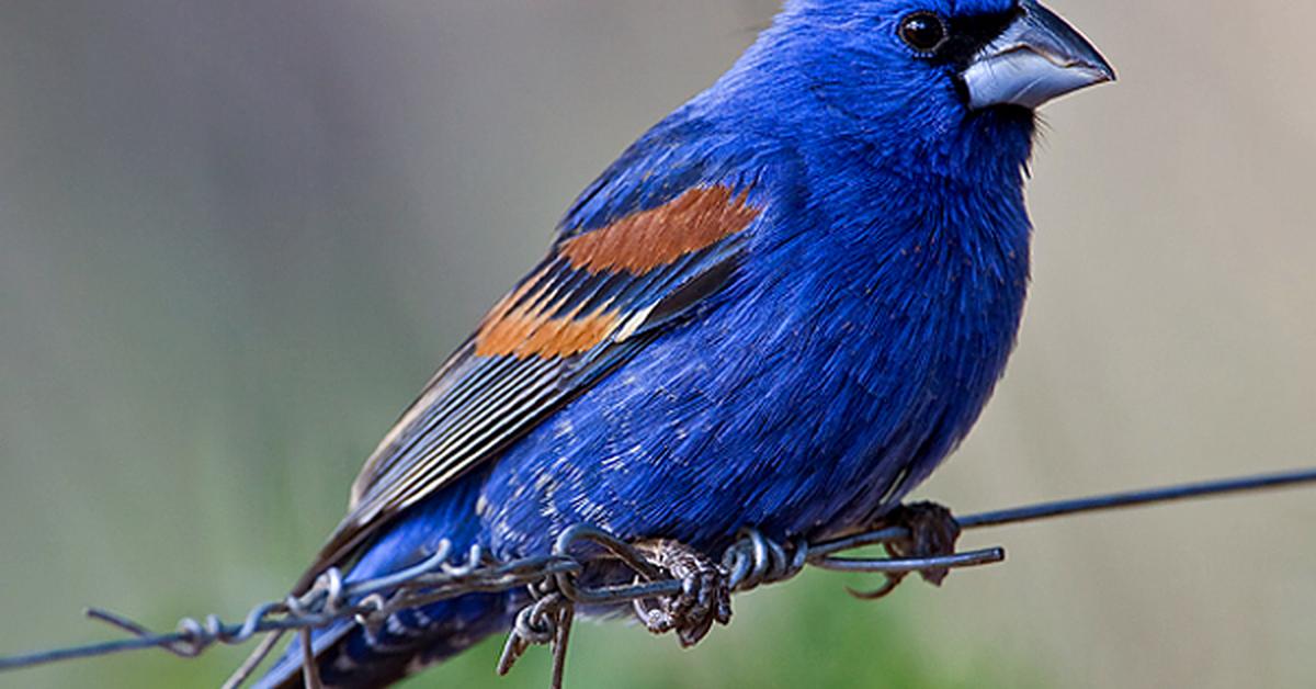 Close-up view of the Blue Grosbeak, known as Burung Blue Grosbeak in Indonesian.