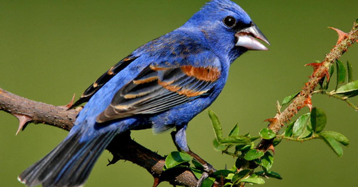 Splendid image of the Blue Grosbeak, with the scientific name Passerina caerulea.