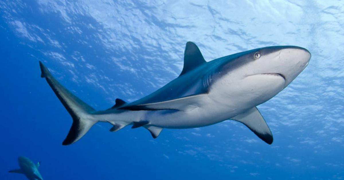 A beautiful representation of the Blue Shark, scientifically Prionace glauca.