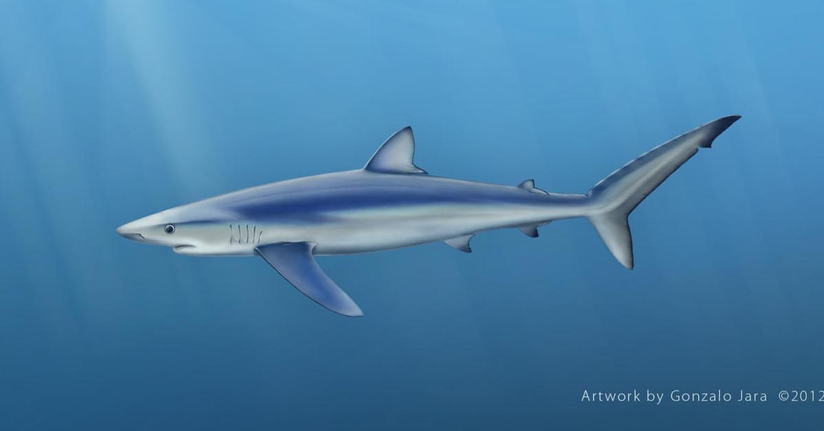 Splendid image of the Blue Shark, with the scientific name Prionace glauca.