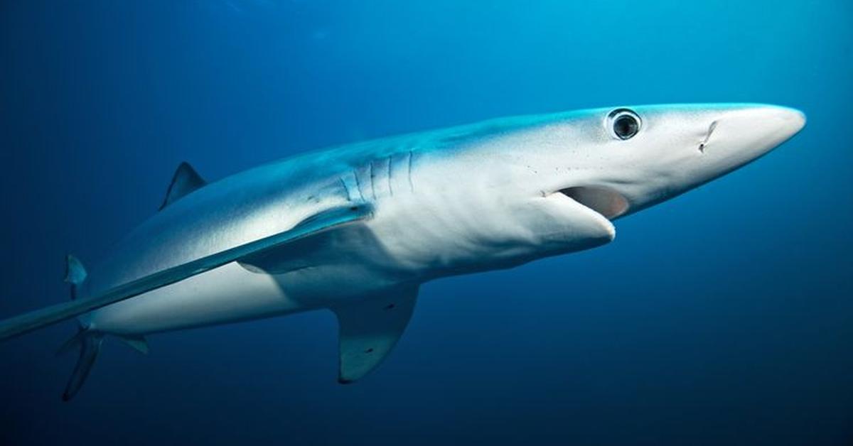 Stunning depiction of Blue Shark, also referred to as Prionace glauca.