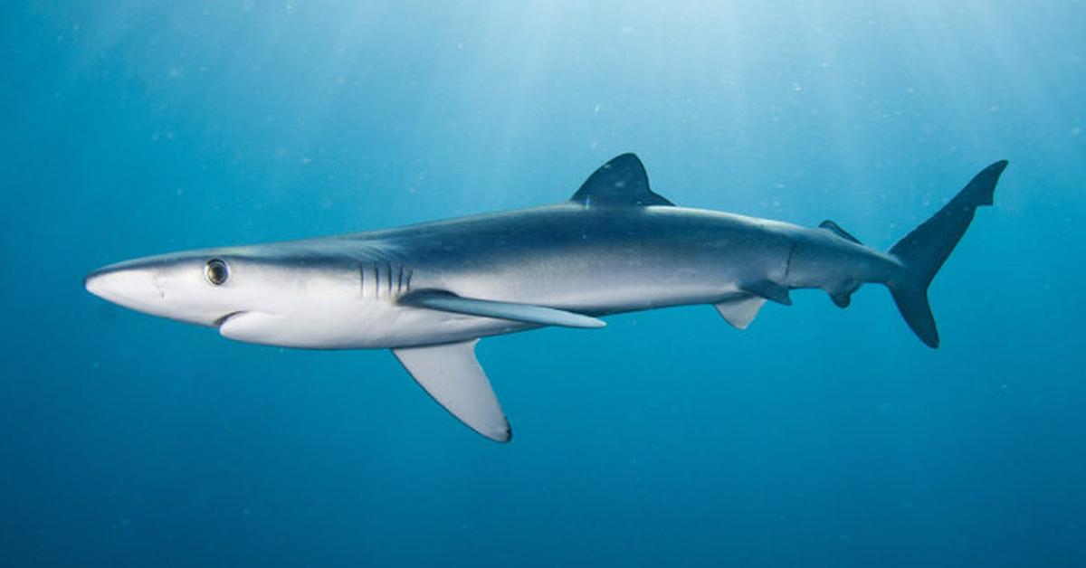 Portrait of a Blue Shark, a creature known scientifically as Prionace glauca.