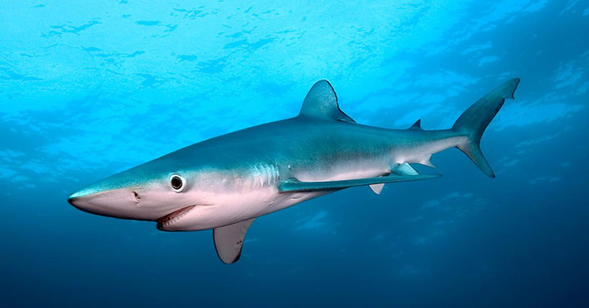 The Blue Shark, a beautiful species also known as Hiu Biru in Bahasa Indonesia.