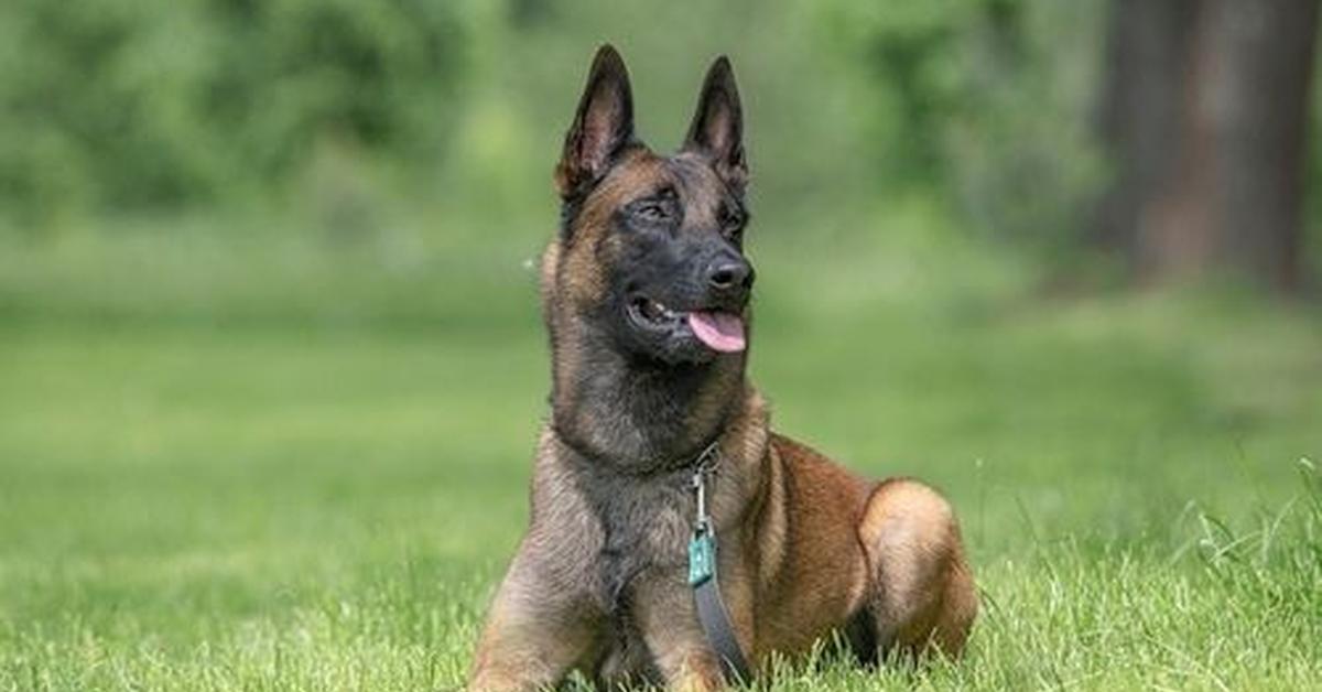 Captivating shot of the Belgian Shepherd, or Anjing Belgian Shepherd in Bahasa Indonesia.