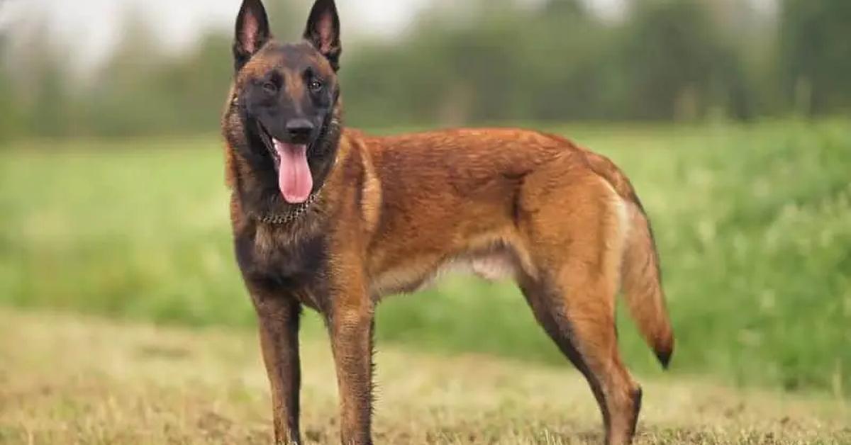 Image of the Belgian Shepherd (Canis lupus), popular in Indonesia as Anjing Belgian Shepherd.