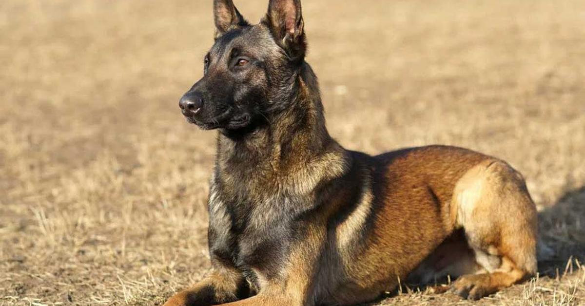 Vibrant snapshot of the Belgian Shepherd, commonly referred to as Anjing Belgian Shepherd in Indonesia.